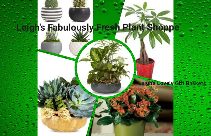 Collage link to Leigh's Fabulously Fresh Plant Shoppe for live, indoor plants that are arranged and delivered by a local network florist with Same Day Delivery Service Monday through Friday. 